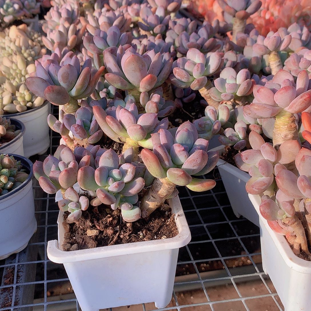 灰姑娘2盆0000000000000000