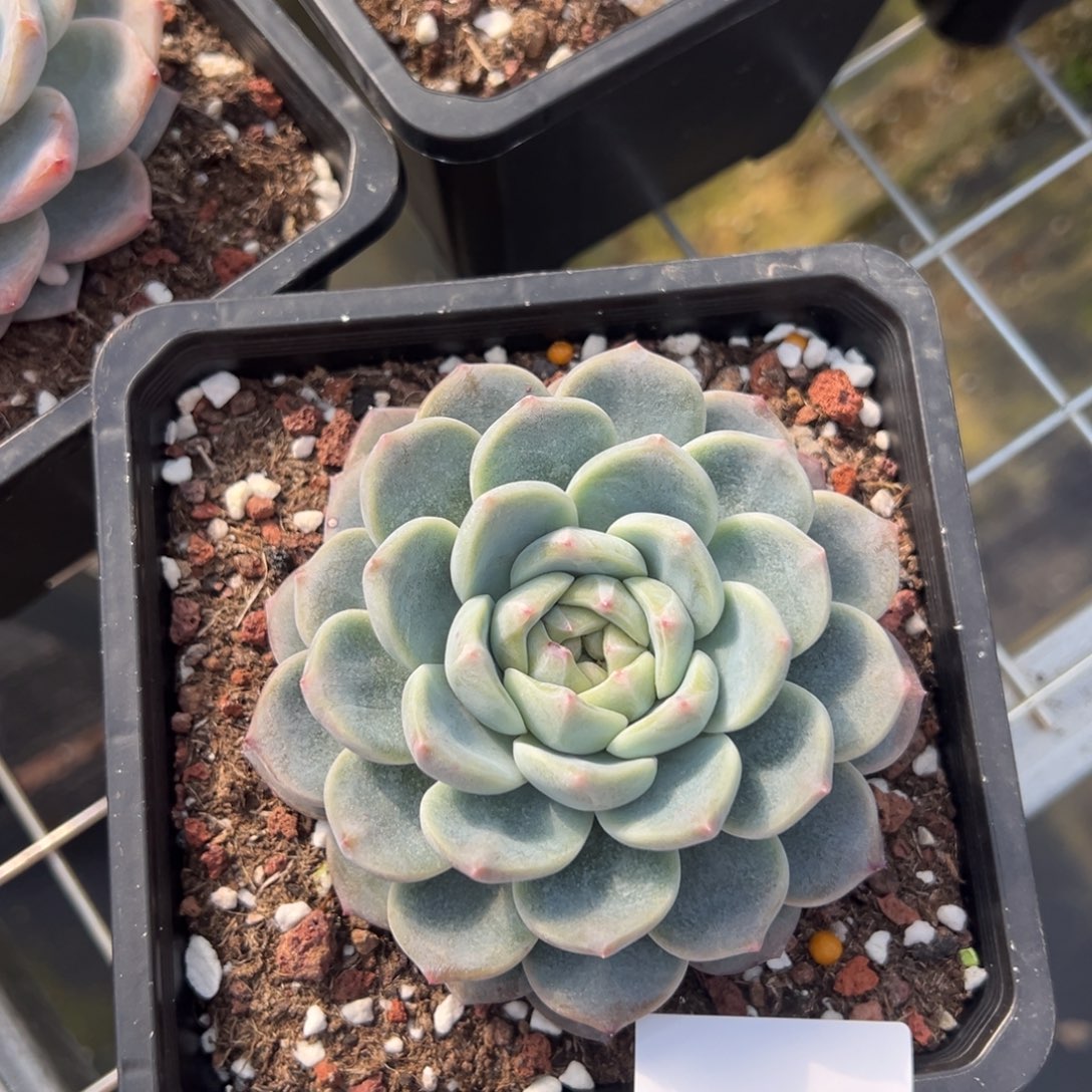 可*?3684肉肉肉肉肉肉