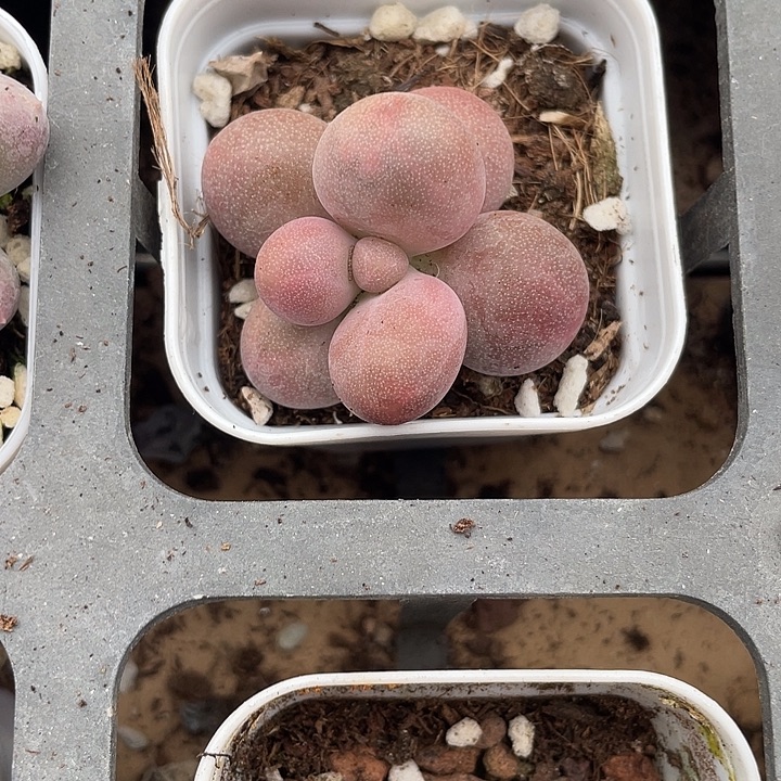 糖果单头随机发满18包邮