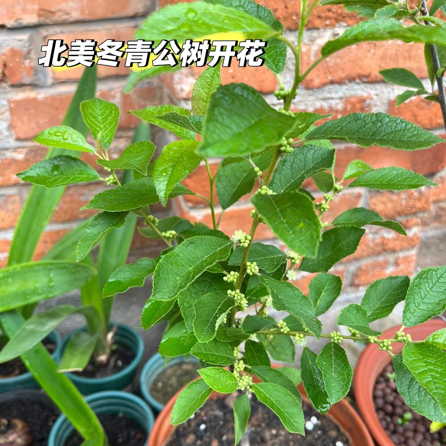 北美冬青授粉树链接冬天无叶片光杆