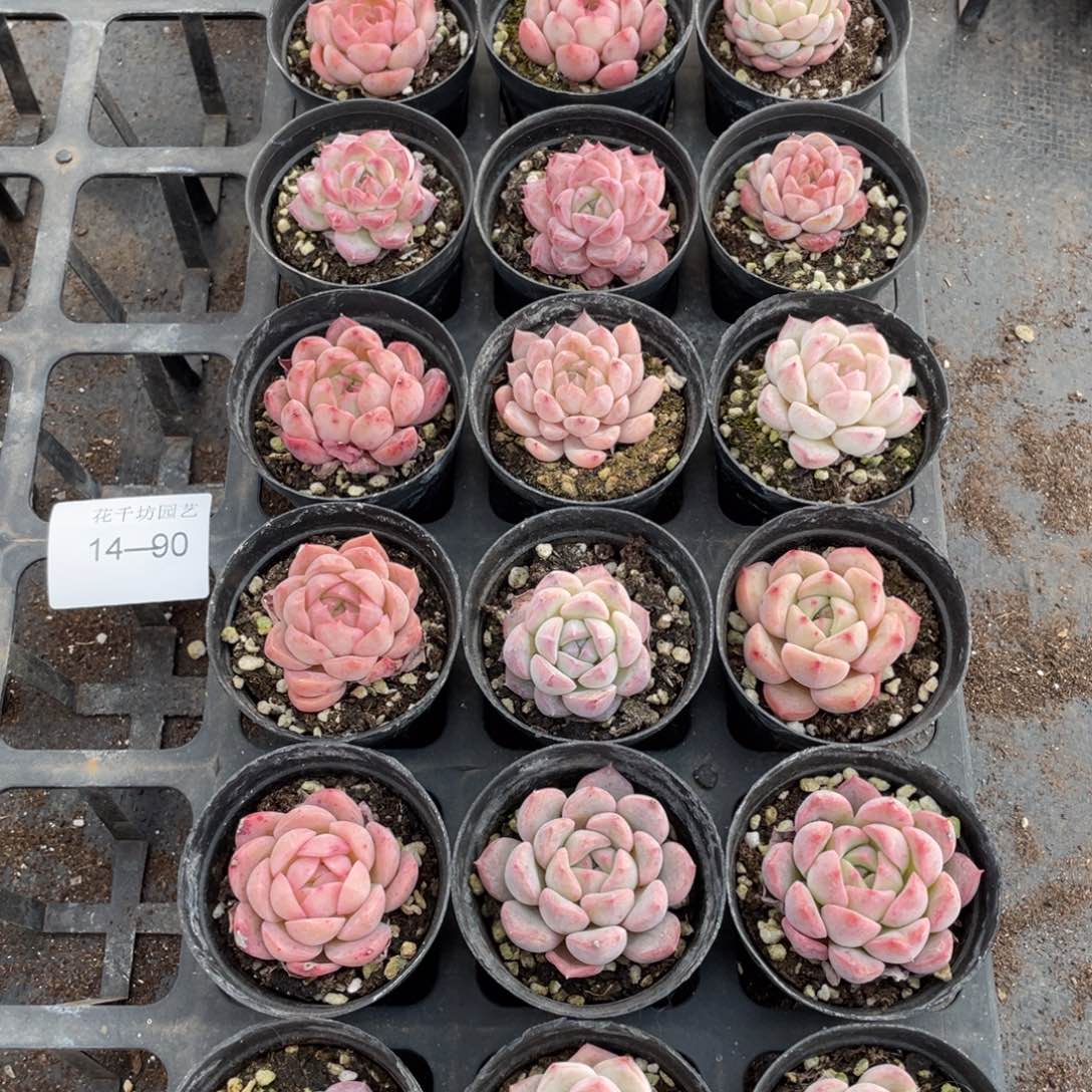 一物一拍18颗14-90