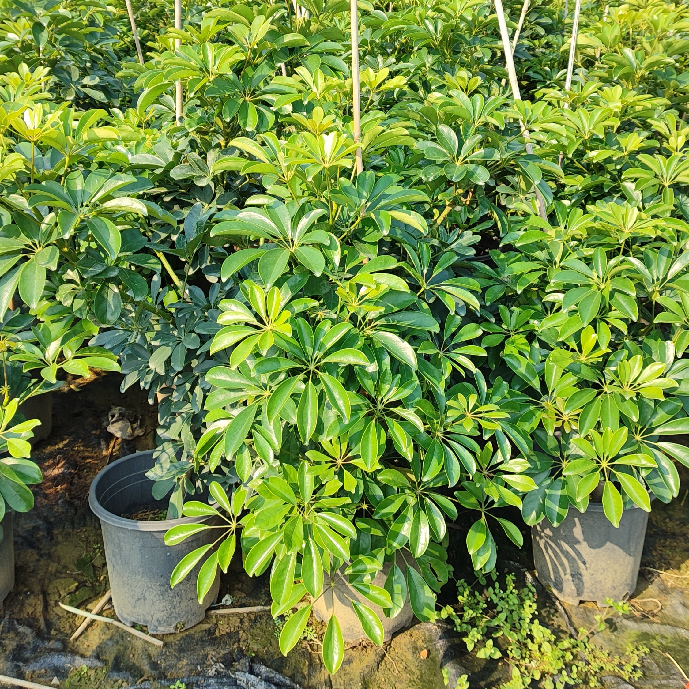 自由型鸭脚木一物一拍专属