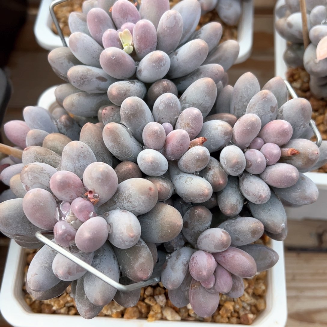 圆叶汤圆多肉植物