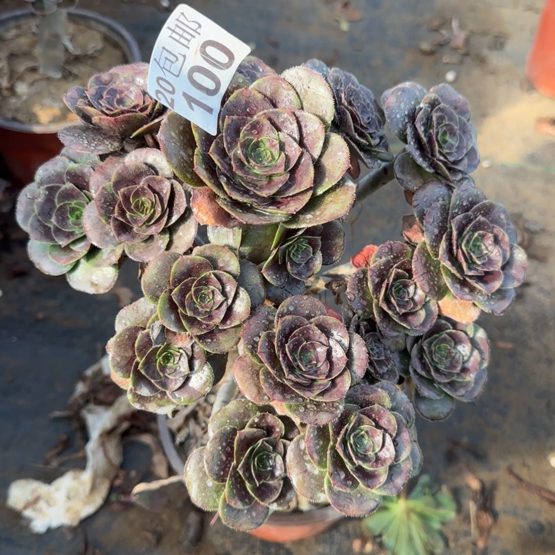 炫彩妖100满20包邮断枝不包