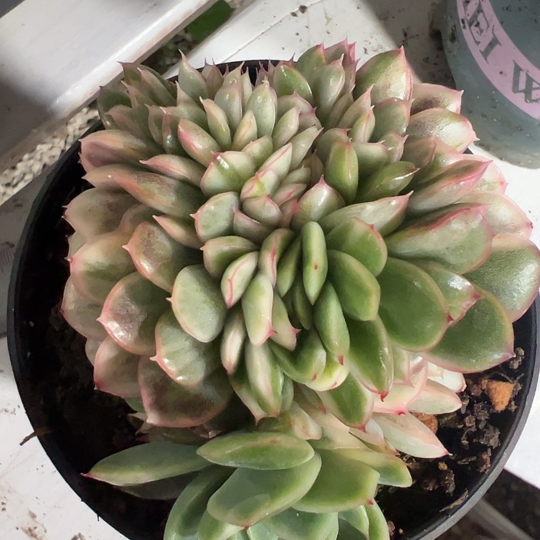 梦***萍麦秆锦缀多肉植物