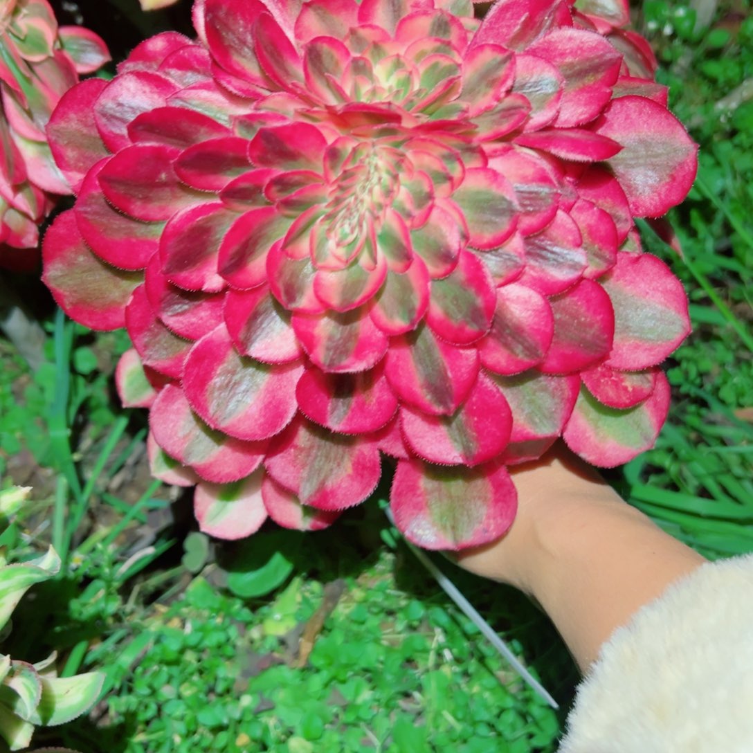 我3157 号多肉法师新年福利