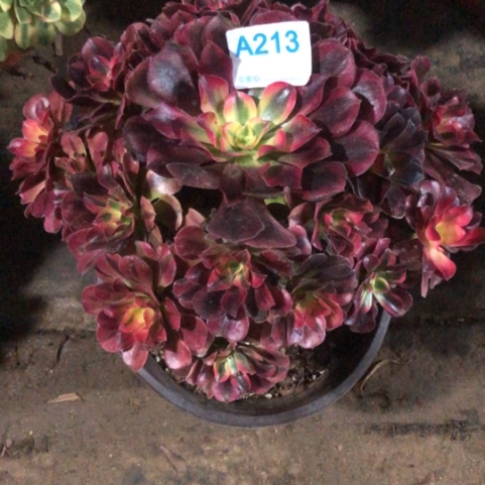 依***贝无花朵美杜莎法师多肉植物213号