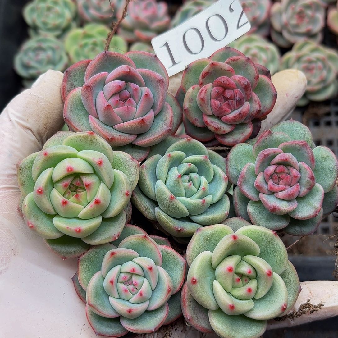 多肉植物多肉植物1002