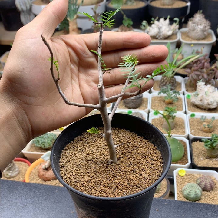 羽叶裂榄扦插带盆有根