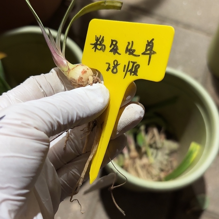 无花朵朱顶红白肋粉条纹单1+