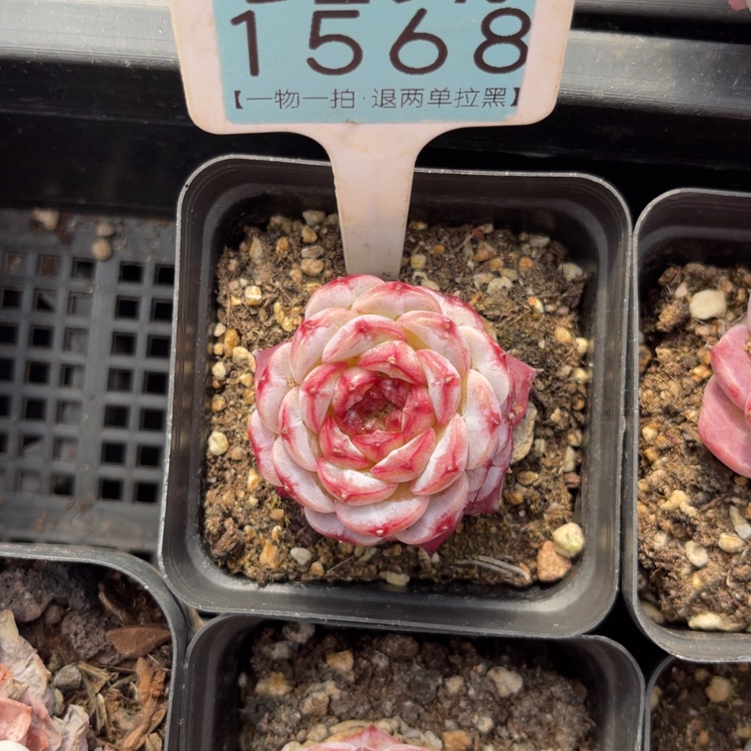 董***萌云尘多肉一物一拍1568