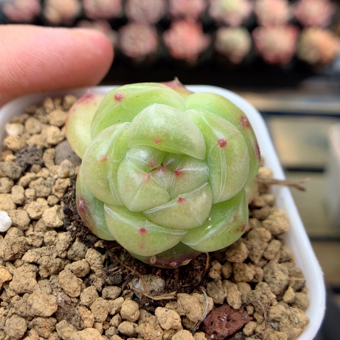 W103灯泡珍妮优选