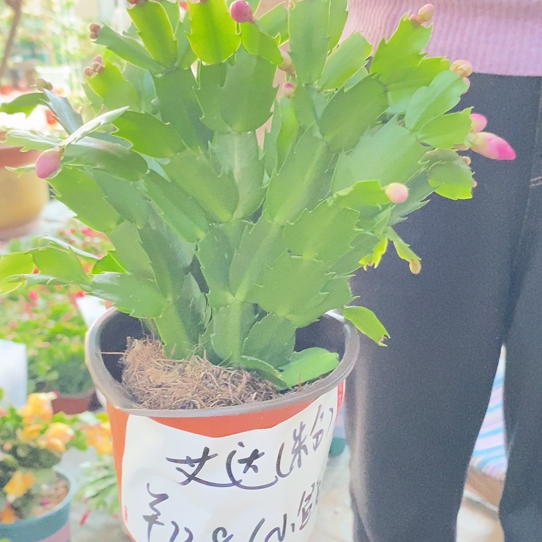 无花朵粉色艾达小盆苗福利