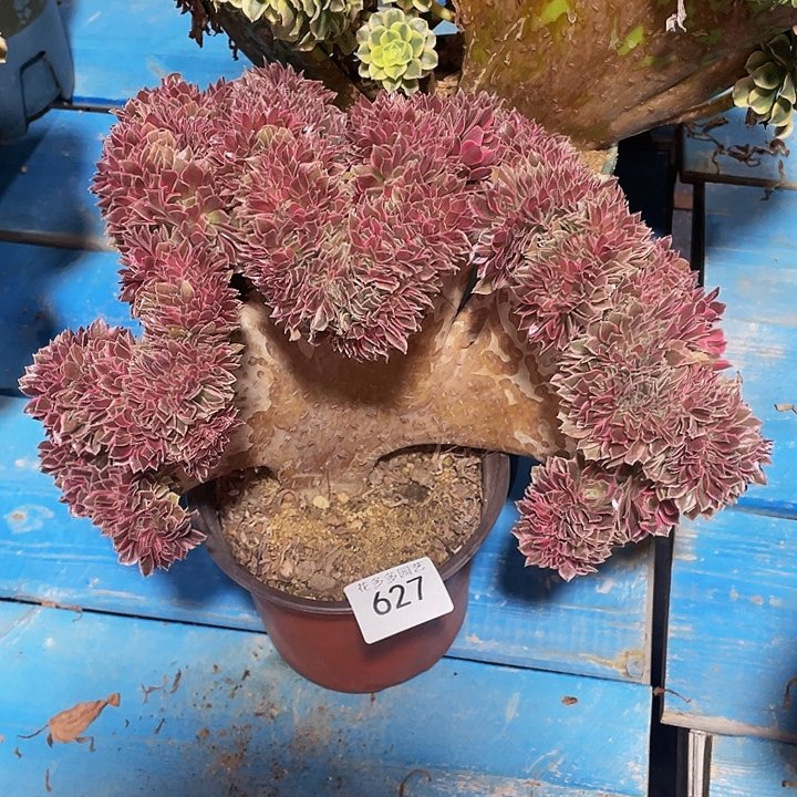 用****4627号女神法师缀花