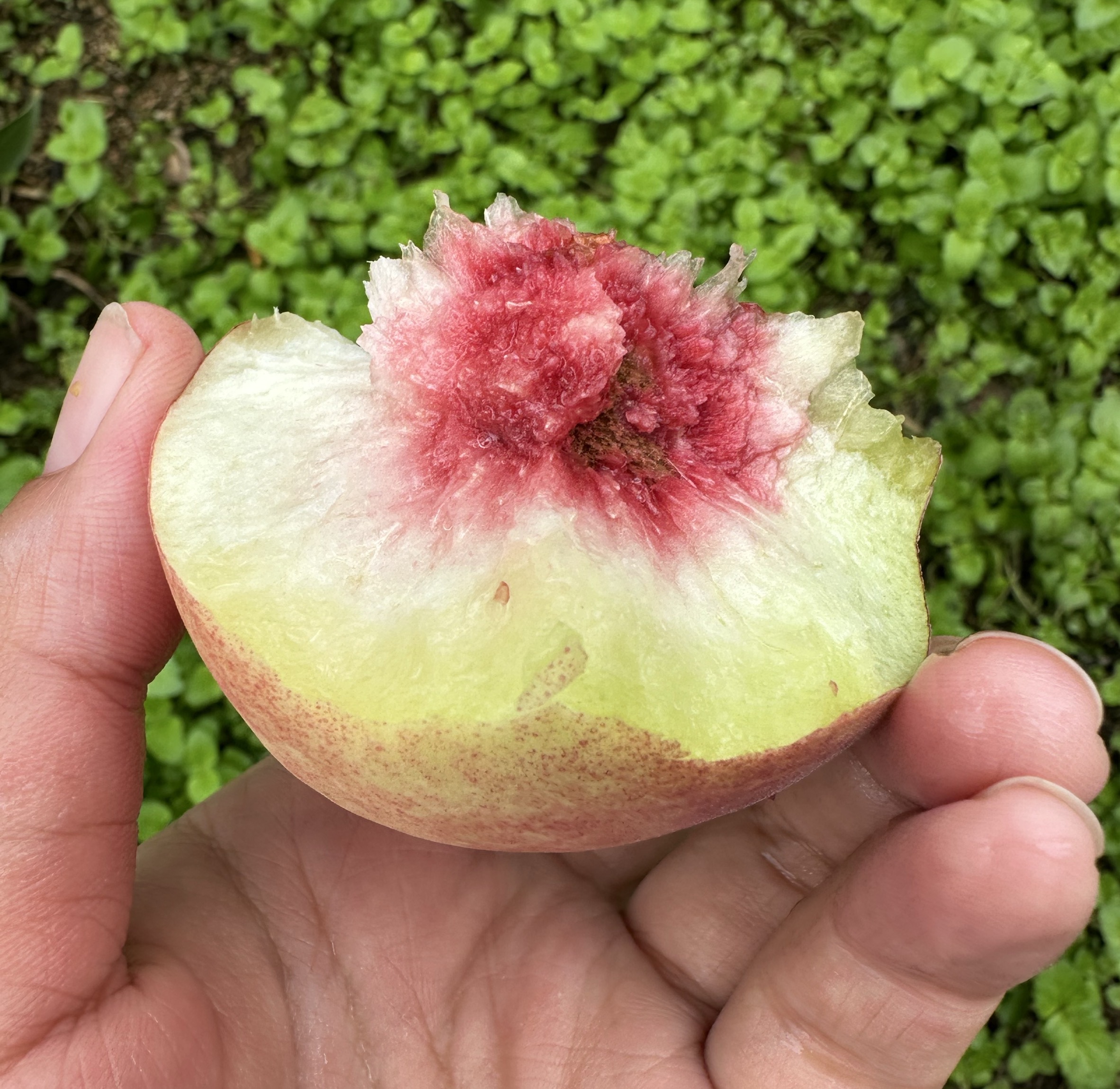 【小蕾】沂蒙山秋冬桃新鲜应季脆甜多汁水果