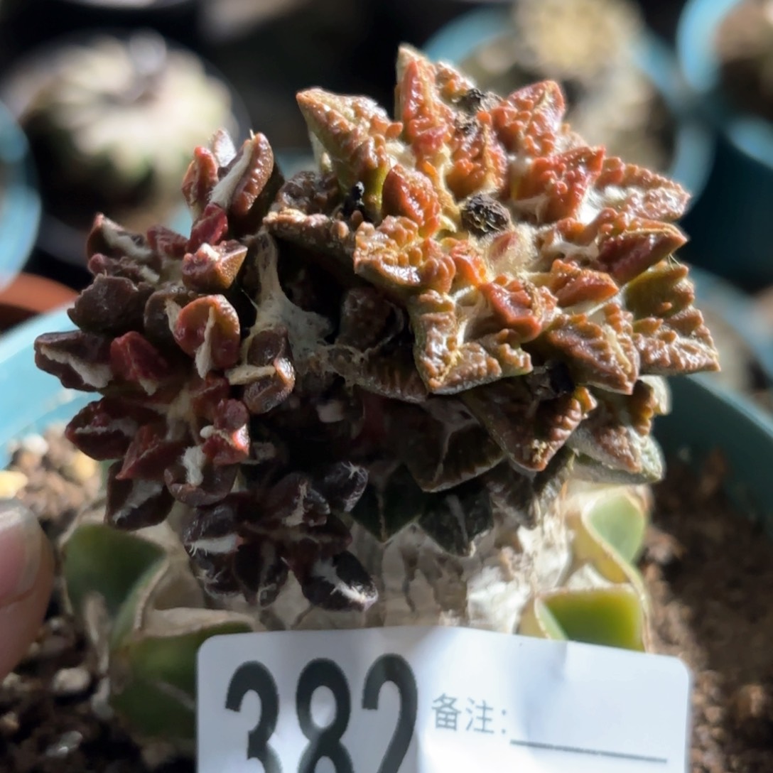 爱**秋黑牡丹锦群仙人球382