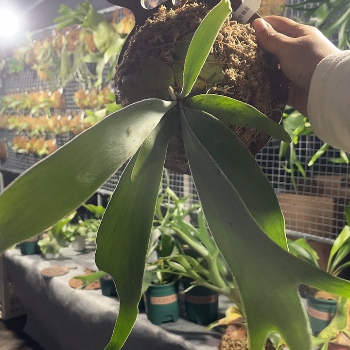 无花朵北极星和立叶银鹿