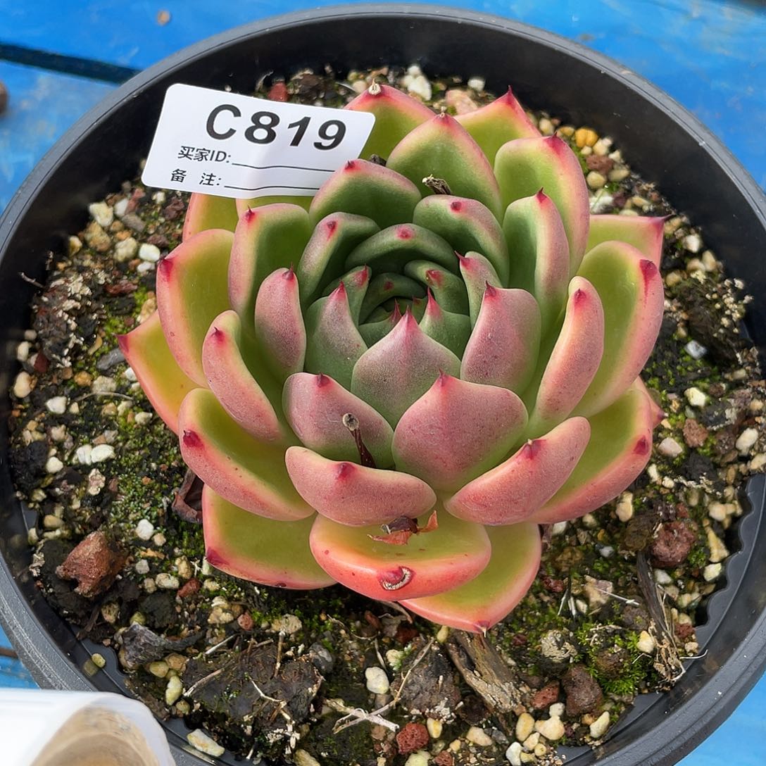 若如东云单拍C819