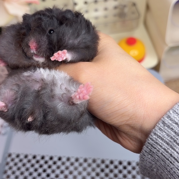 卷毛煤球妹妹10.18生日