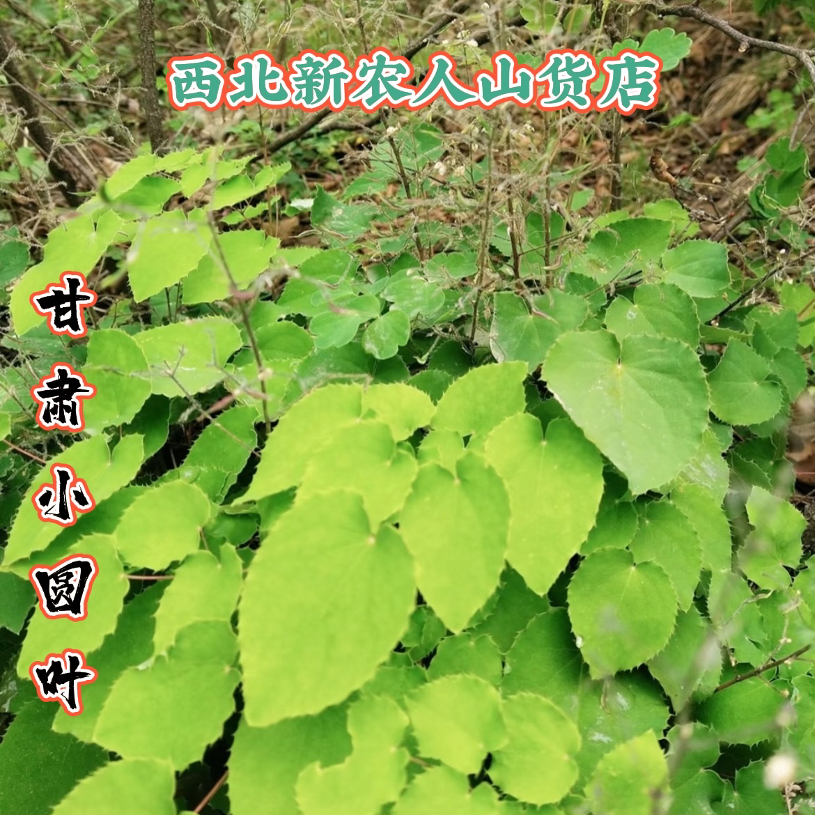 甘肃小圆叶 农家挑选干净无杂质50g包邮