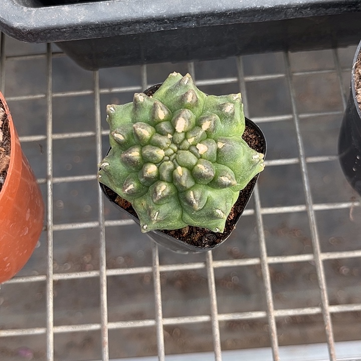 果***果我也不知道我为什么要这样