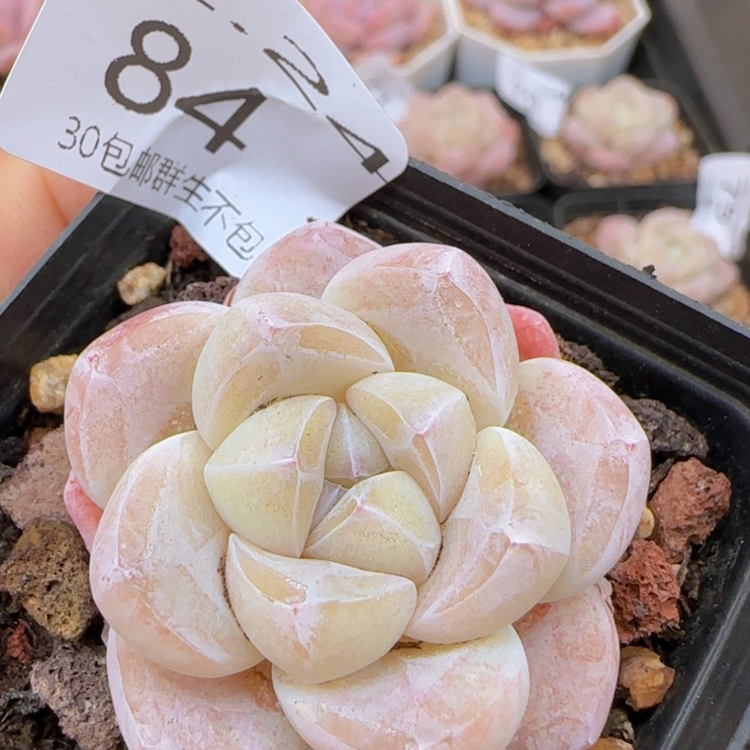 糖心冰玉一颗脱土发货