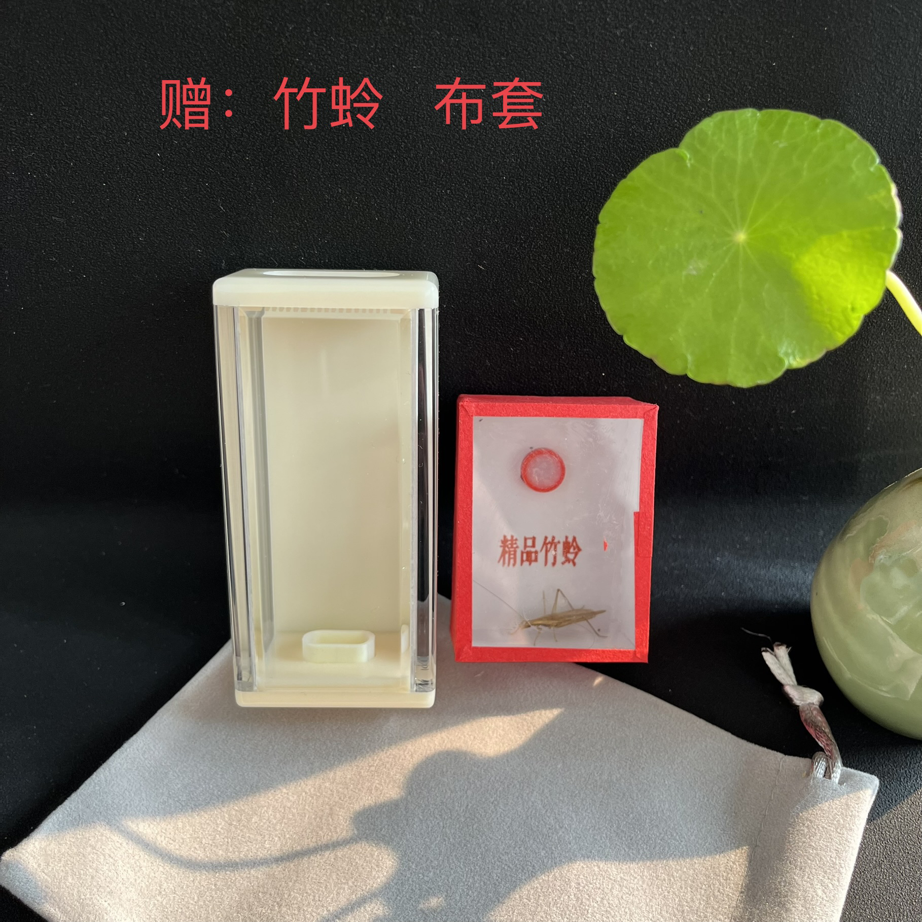 有机三面观赏竹蛉金钟盒赠竹蛉有机竹蛉盒