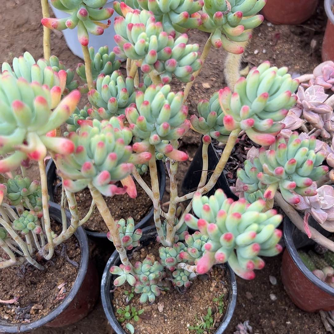 多肉植物果冻乙女心