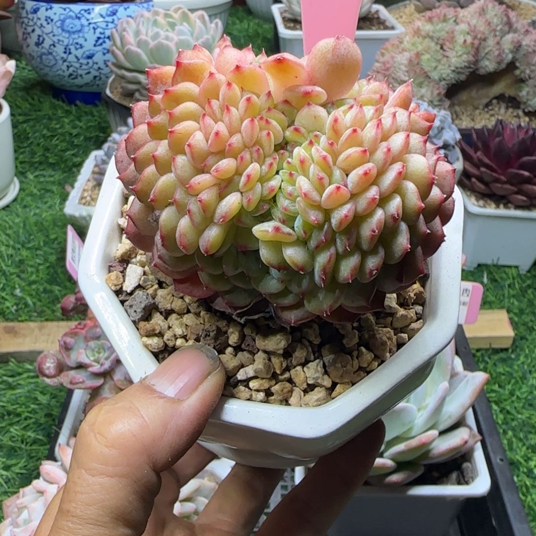 锦安精品多肉植物239