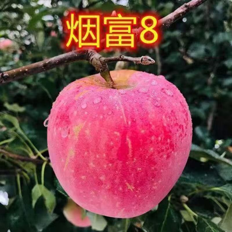嫁接烟富8苹果树苗 烟富10苹果树苗 南方北方大面积种植苹果树苗