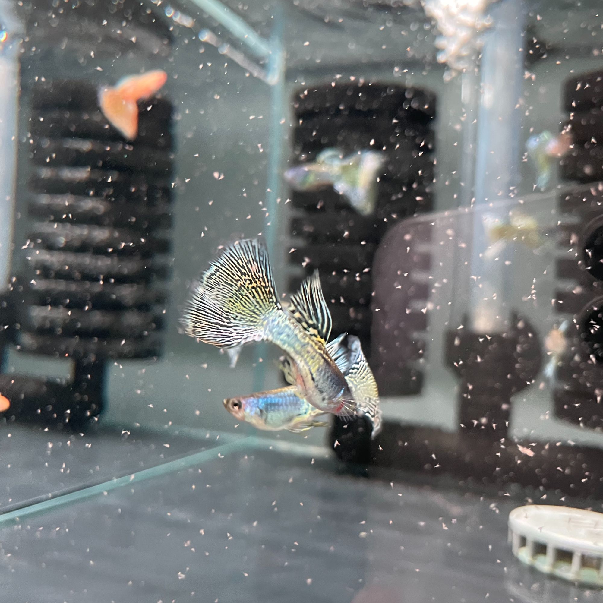 金属兰草公母搭对3-4个月鱼龄3-3.5cm纯种公母搭对热带鱼