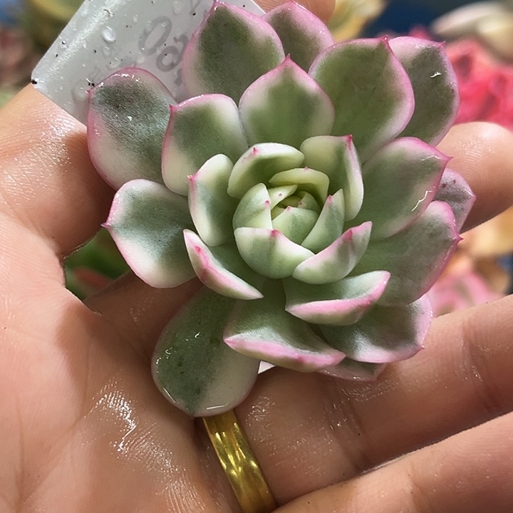 460粉水晶韩水晶锦无根多肉