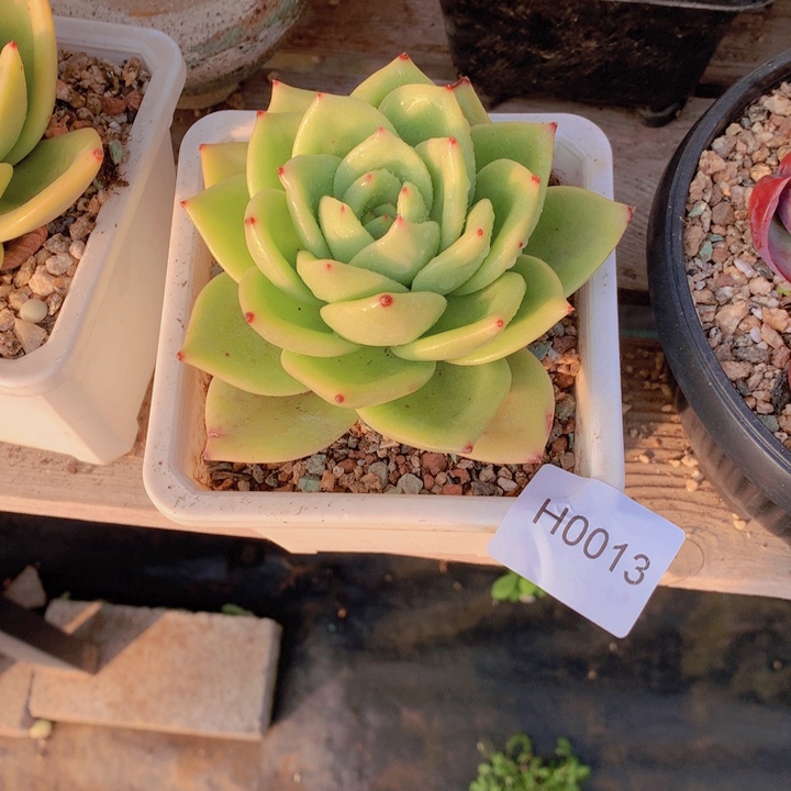 尘***埃闪购多肉1棵h0013带盆土