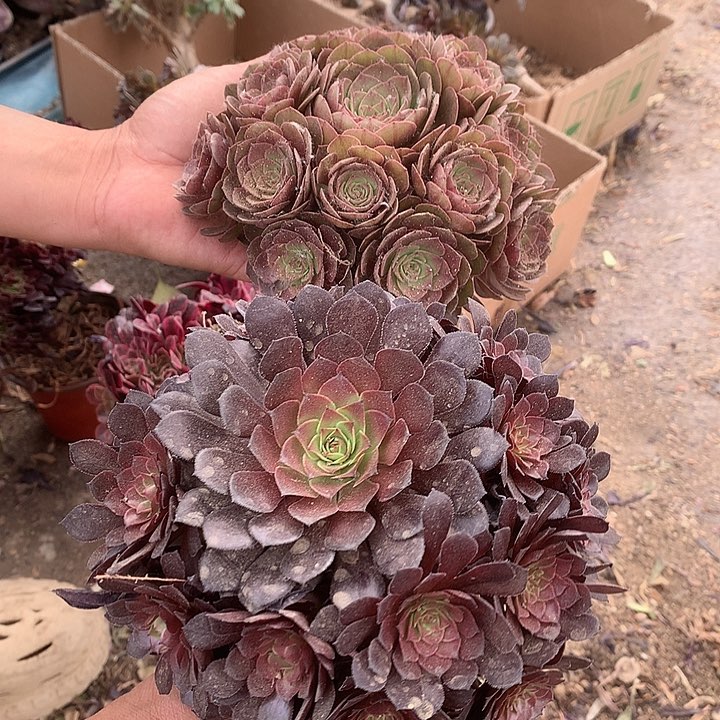 871两颗多肉植物