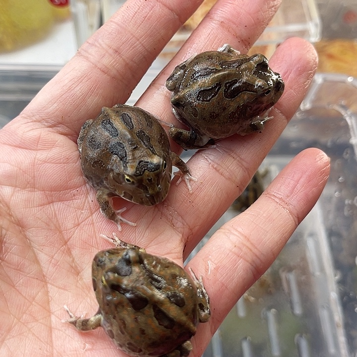 波子拍拍拍拍拍拍拍拍