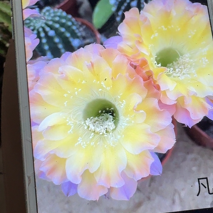 凡心侧芽4公分彩草