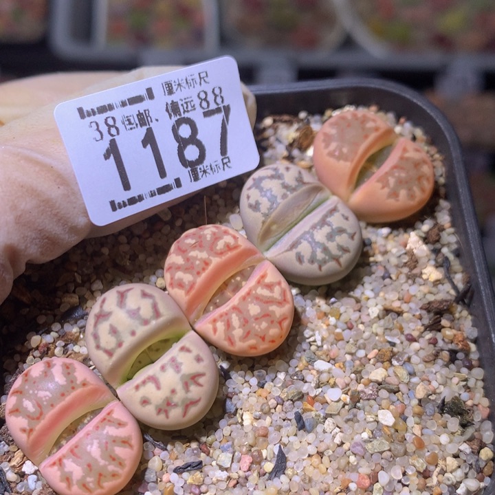 Sss精品生石花1187