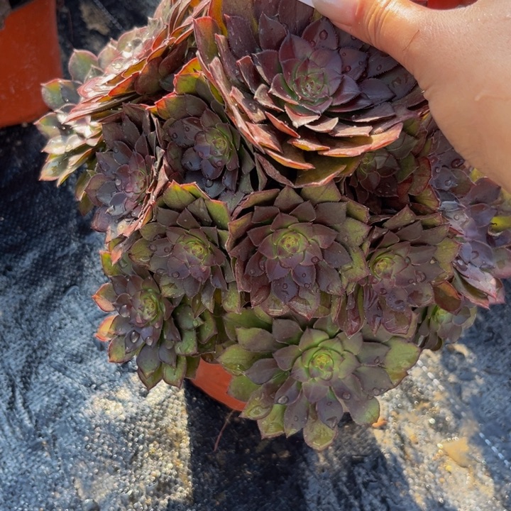 50多肉植物一物一拍