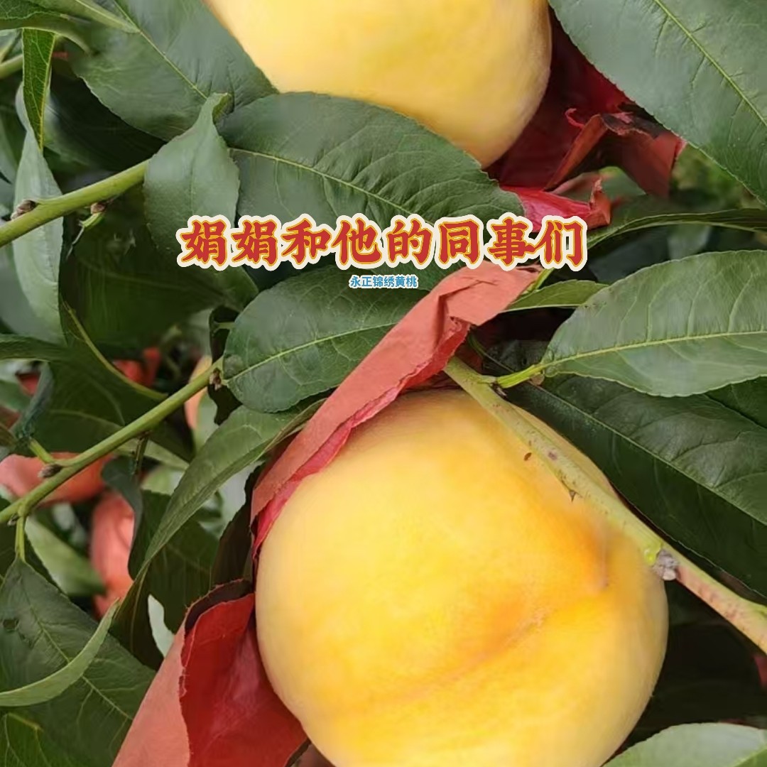 【锦绣黄桃】正宁永正当季新鲜水果锦绣红心脆软黄桃子带箱 10 斤