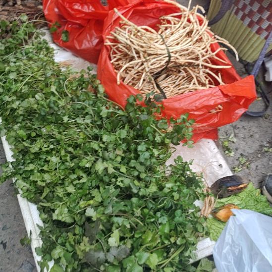 中国大陆维新本地香菜6只