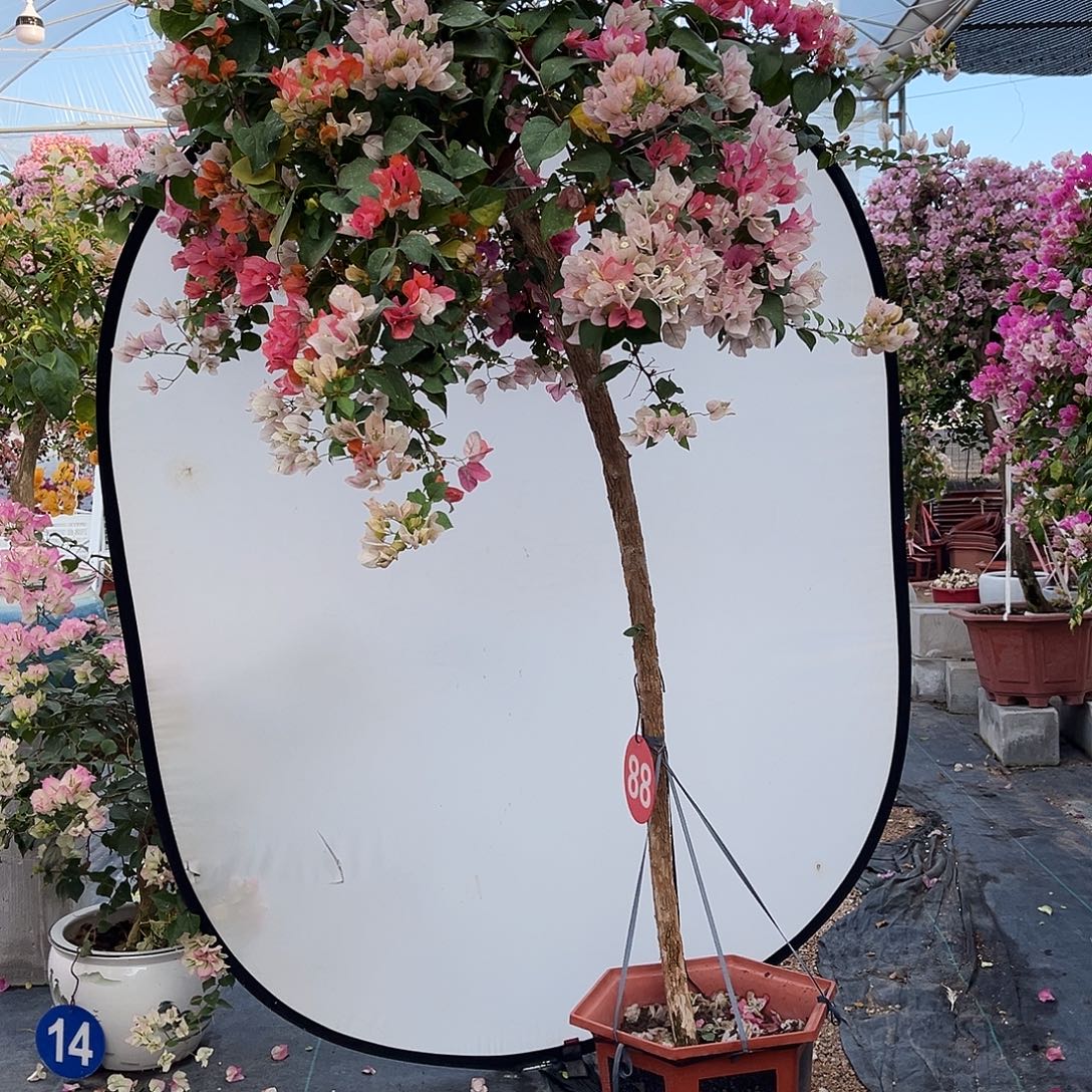 完全开放三角梅花开