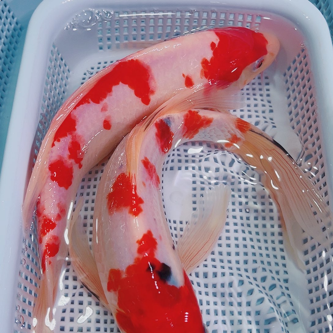 锦鲤锦鲤冷水鱼观赏143
