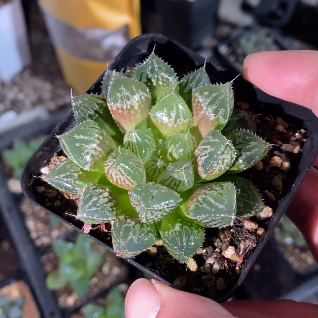 楼兰一颗 圣诞整点福利