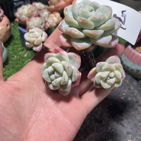 阿德专拍冰玉老桩群