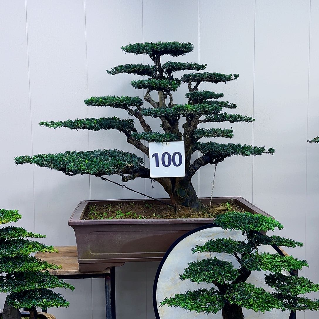 无花朵米叶罗汉松造型盆景 100 号