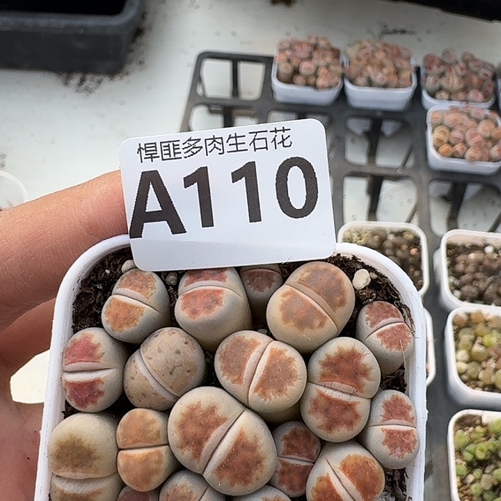 110多肉植物多肉植物