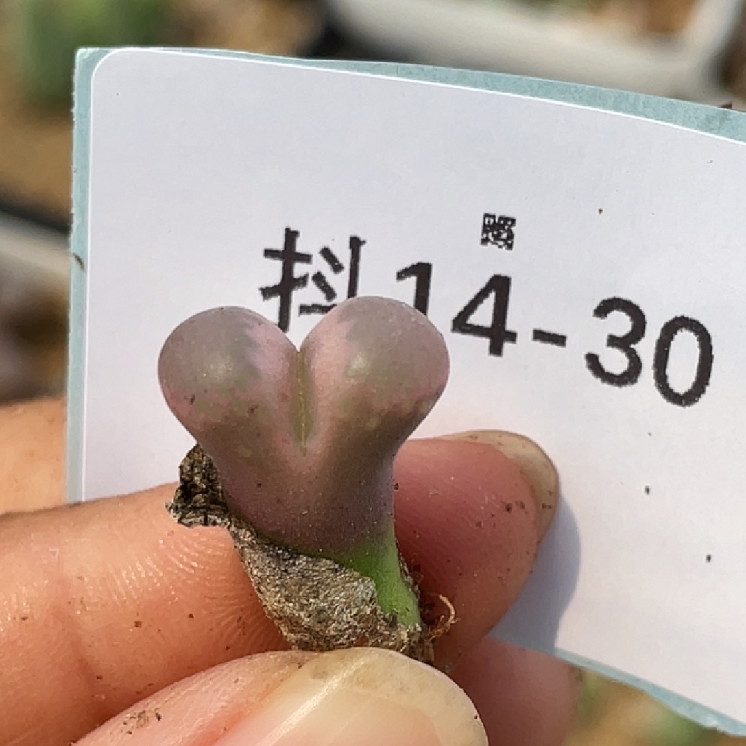 14-30风铃多肉植物