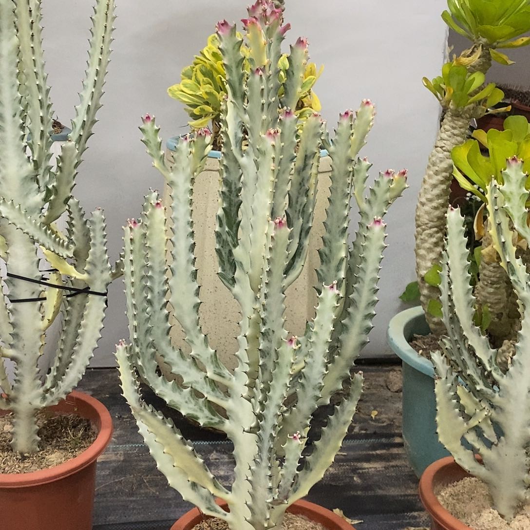 白龙骨一物一拍一