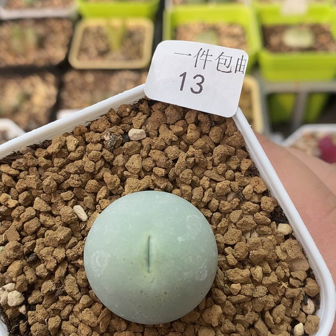 鸽子蛋2.2厘米多肉植物13号