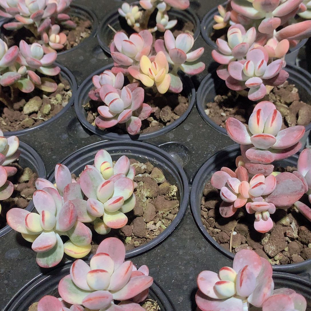 福娘锦23567789900000